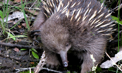 An echidna! These little guys are great.